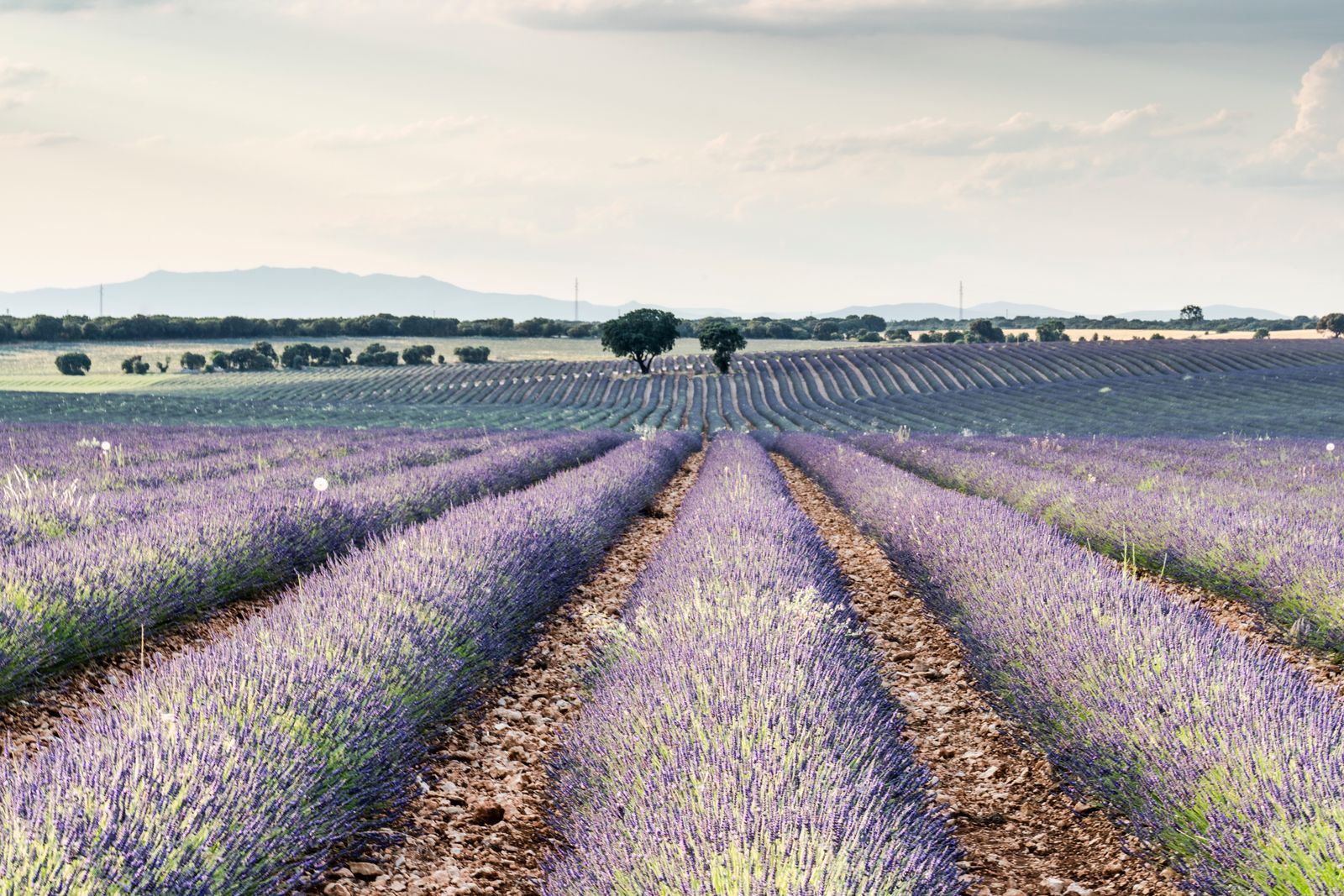 Rangées de lavande à perte de vue en Provence